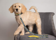 NFL SAN DIEGO CHARGERS Dog Leash (Available in 2 Sizes)